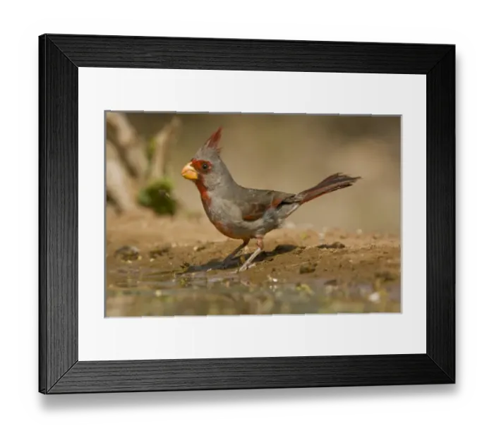Framed Print : Santa Clara Ranch, Rio Grande Valley, McCook, Texas, North America, USA. Pyrrhuloxia Framed Print : Santa Clara Ranch, Rio Grande Valley, McCook, Texas, North America, USA. Pyrrhuloxia