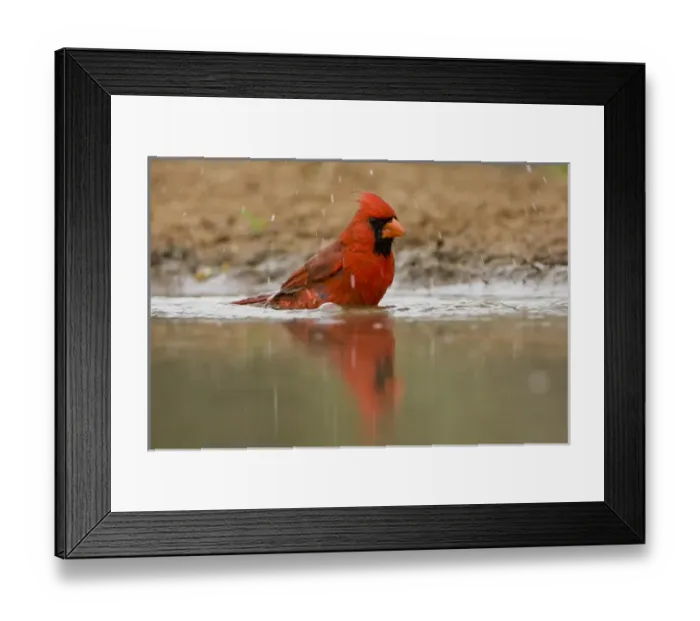 Framed Print : Northern Cardinal, Cardinalis cardinalis, Santa Clara Ranch, Rio Grande Valley, McCook Framed Print : Northern Cardinal, Cardinalis cardinalis, Santa Clara Ranch, Rio Grande Valley, McCook
