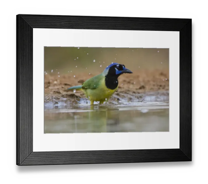 Framed Print : Santa Clara Ranch, Rio Grande Valley, Texas, USA, North America. Green Jay Bathing Framed Print : Santa Clara Ranch, Rio Grande Valley, Texas, USA, North America. Green Jay Bathing