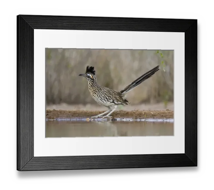 Framed Print : Santa Clara Ranch, Rio Grande Valley, McCook, Texas, North America, USA. Greater Roadrunner Framed Print : Santa Clara Ranch, Rio Grande Valley, McCook, Texas, North America, USA. Greater Roadrunner