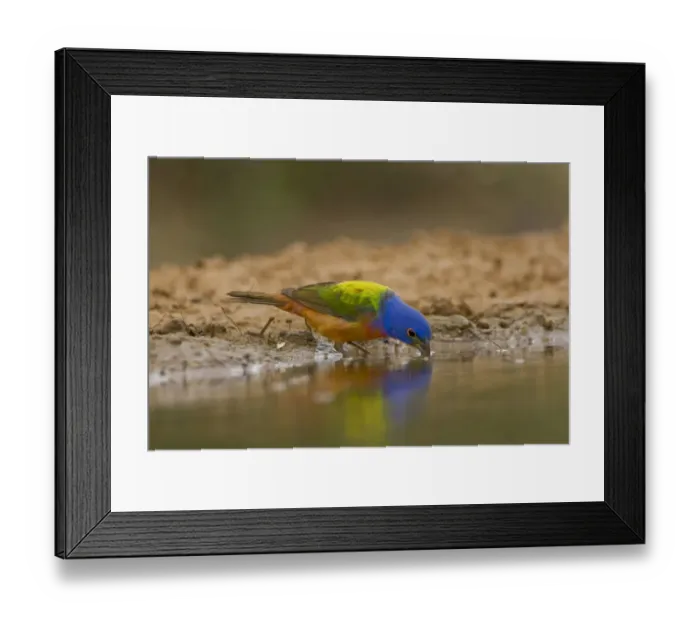 Framed Print : Santa Clara Ranch, Rio Grande Valley, McCook, Texas, North America, USA. Painted Bunting Drinking Framed Print : Santa Clara Ranch, Rio Grande Valley, McCook, Texas, North America, USA. Painted Bunting Drinking
