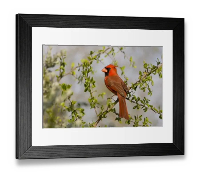 Framed Print : Santa Clara Ranch, Rio Grande Valley, McCook, Texas, North America. USA. Northern Cardinal Framed Print : Santa Clara Ranch, Rio Grande Valley, McCook, Texas, North America. USA. Northern Cardinal