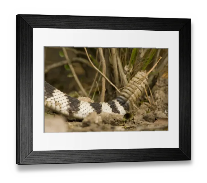 Framed Print : Santa Clara Ranch, Rio Grande Valley, McCook, Texas, North America, USA. Rattle Framed Print : Santa Clara Ranch, Rio Grande Valley, McCook, Texas, North America, USA. Rattle