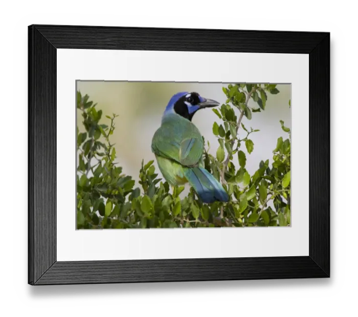 Framed Print : Santa Clara Ranch, Rio Grande Valley, McCook, Texas, North America, USA. Green Jay