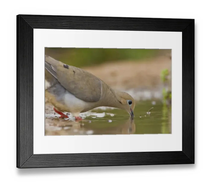 Framed Print : Santa Clara Ranch, Rio Grande Valley, McCook, Texas, North America, USA. Morning Framed Print : Santa Clara Ranch, Rio Grande Valley, McCook, Texas, North America, USA. Morning