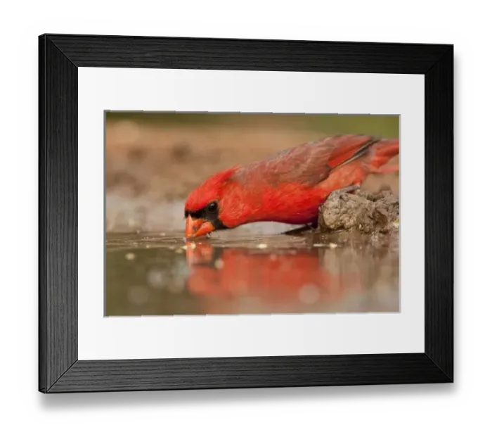Framed Print : Santa Clara Ranch, Rio Grande Valley, McCook, Texas, North America, USA. Northern Cardinal Framed Print : Santa Clara Ranch, Rio Grande Valley, McCook, Texas, North America, USA. Northern Cardinal