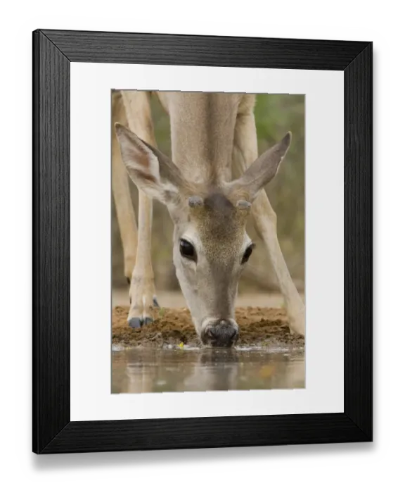Framed Print : Santa Clara Ranch, Rio Grande Valley, McCook, Texas, North America, USA. White-tailed Framed Print : Santa Clara Ranch, Rio Grande Valley, McCook, Texas, North America, USA. White-tailed