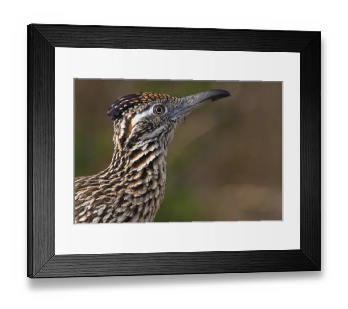 Framed Print : Santa Clara Ranch, Rio Grande Valley, McCook, Texas, North America, USA. Portrait Framed Print : Santa Clara Ranch, Rio Grande Valley, McCook, Texas, North America, USA. Portrait
