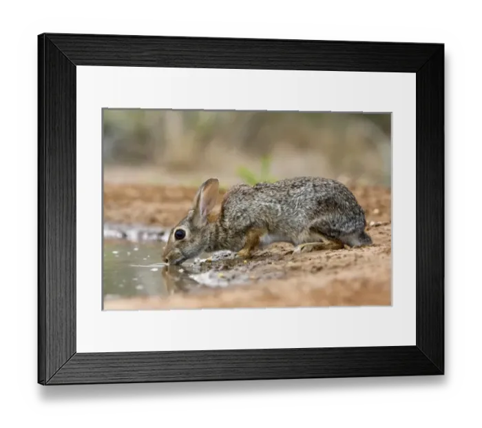 Framed Print : Santa Clara Ranch, Rio Grande Valley, McCook, Texas, North America, USA. Desert Cottontail Framed Print : Santa Clara Ranch, Rio Grande Valley, McCook, Texas, North America, USA. Desert Cottontail