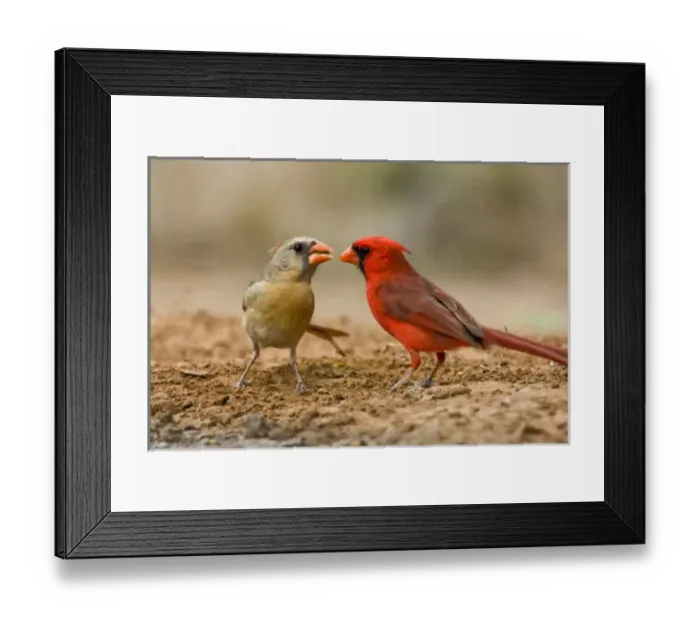 Framed Print : Santa Clara Ranch, Rio Grande Valley, McCook, Texas, North America, USA. Pair of Framed Print : Santa Clara Ranch, Rio Grande Valley, McCook, Texas, North America, USA. Pair of