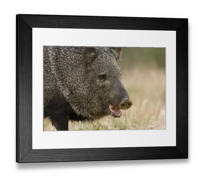 Framed Print : Santa Clara Ranch, Rio Grande Valley, McCook, Texas, North America, USA. Javelina Framed Print : Santa Clara Ranch, Rio Grande Valley, McCook, Texas, North America, USA. Javelina