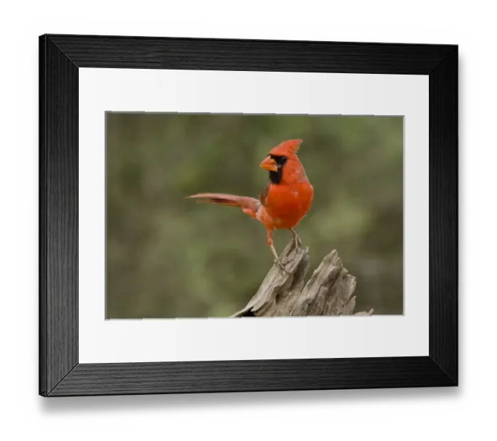 Framed Print : Santa Clara Ranch, Rio Grande Valley, McCook, Texas, North America, USA. Northern