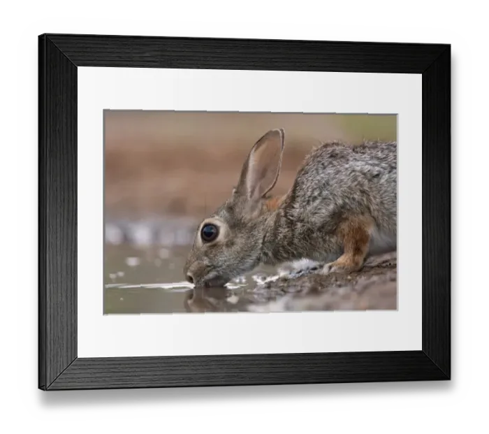 Framed Print : Santa Clara Ranch, Rio Grande Valley, McCook, Texas, North America, USA. Desert Cottontail Framed Print : Santa Clara Ranch, Rio Grande Valley, McCook, Texas, North America, USA. Desert Cottontail