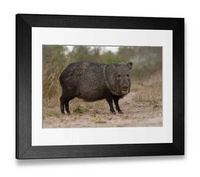 Framed Print : Santa Clara Ranch, Rio Grande Valley, McCook, Texas, North America, USA. Javelina Framed Print : Santa Clara Ranch, Rio Grande Valley, McCook, Texas, North America, USA. Javelina