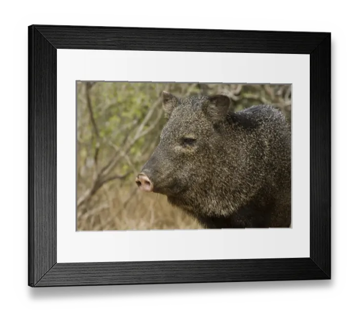 Framed Print : Santa Clara Ranch, Rio Grande Valley, McCook, Texas, North America, USA. Javelina Framed Print : Santa Clara Ranch, Rio Grande Valley, McCook, Texas, North America, USA. Javelina
