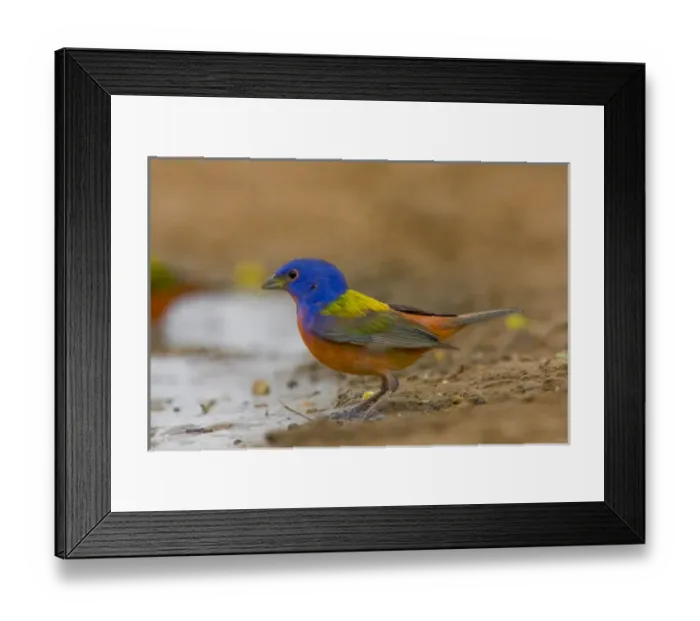 Framed Print : Santa Clara Ranch, Rio Grande Valley, McCook, Texas, North America, USA. Painted Bunting Framed Print : Santa Clara Ranch, Rio Grande Valley, McCook, Texas, North America, USA. Painted Bunting