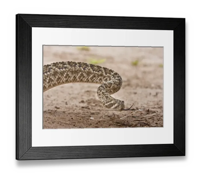 Framed Print : Santa Clara Ranch, Rio Grande Valley, McCook, Texas, North America, USA. Head of Framed Print : Santa Clara Ranch, Rio Grande Valley, McCook, Texas, North America, USA. Head of