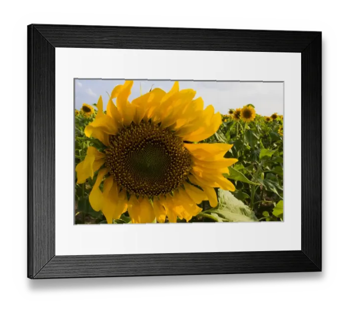 Framed Print : Sunflower, Helianthus Annuus, Rio Grande Valley, McCook, Texas, USA