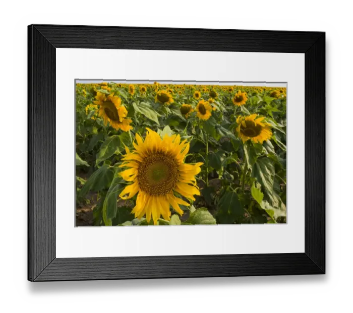 Framed Print : Sunflower, Helianthus Annuus, Rio Grande Valley, McCook, Texas, USA