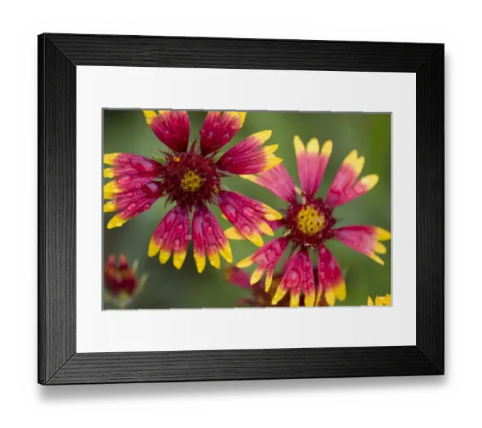 Framed Print : Indian Blanket Flower, Gaillardia pulchella, Wildflowers, Hill Country, Brenham, Texas Framed Print : Indian Blanket Flower, Gaillardia pulchella, Wildflowers, Hill Country, Brenham, Texas