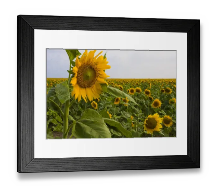 Framed Print : Sunflower, Helianthus Annuus, Rio Grande Valley, McCook, Texas, USA Framed Print : Sunflower, Helianthus Annuus, Rio Grande Valley, McCook, Texas, USA