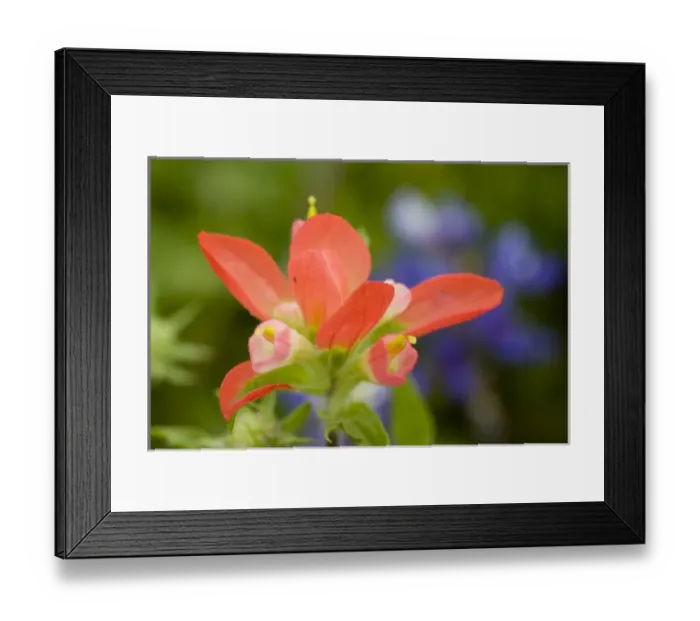 Framed Print : Texas Paintbrush, Castilleja indivisa, Wildflowers, Hill Country, Brenham, Texas, USA Framed Print : Texas Paintbrush, Castilleja indivisa, Wildflowers, Hill Country, Brenham, Texas, USA