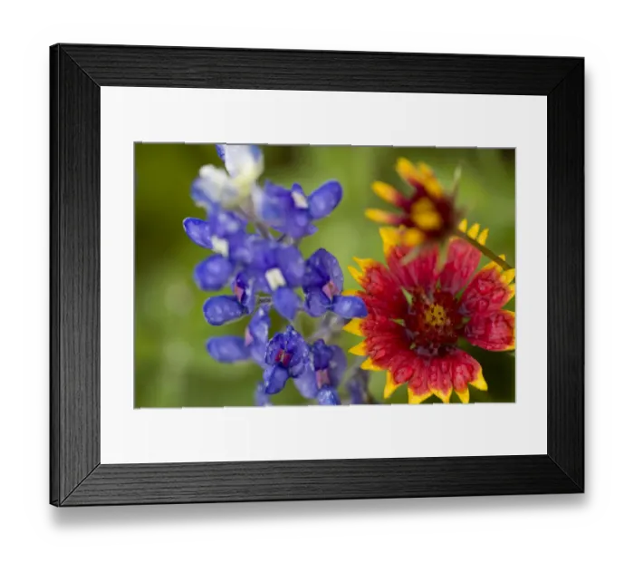 Framed Print : Indian Blanket, Gaillardia pulchella, and Bluebonnets, Lupinus texensis, Wildflowers Framed Print : Indian Blanket, Gaillardia pulchella, and Bluebonnets, Lupinus texensis, Wildflowers