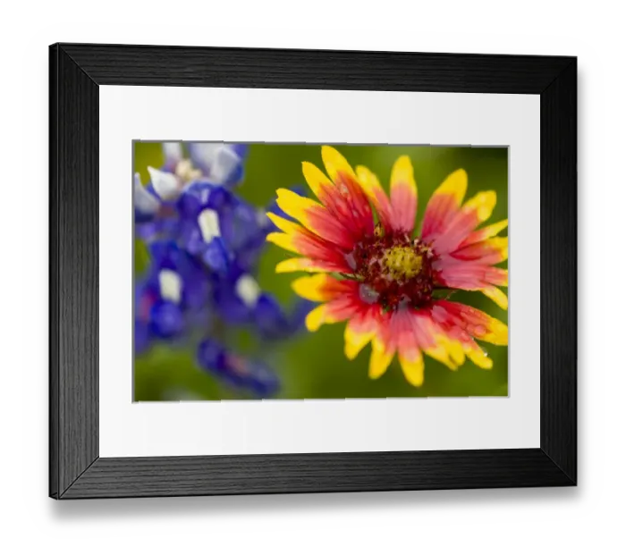 Framed Print : Indian Blanket, Gaillardia pulchella, and Bluebonnets, Lupinus texensis, Wildflowers