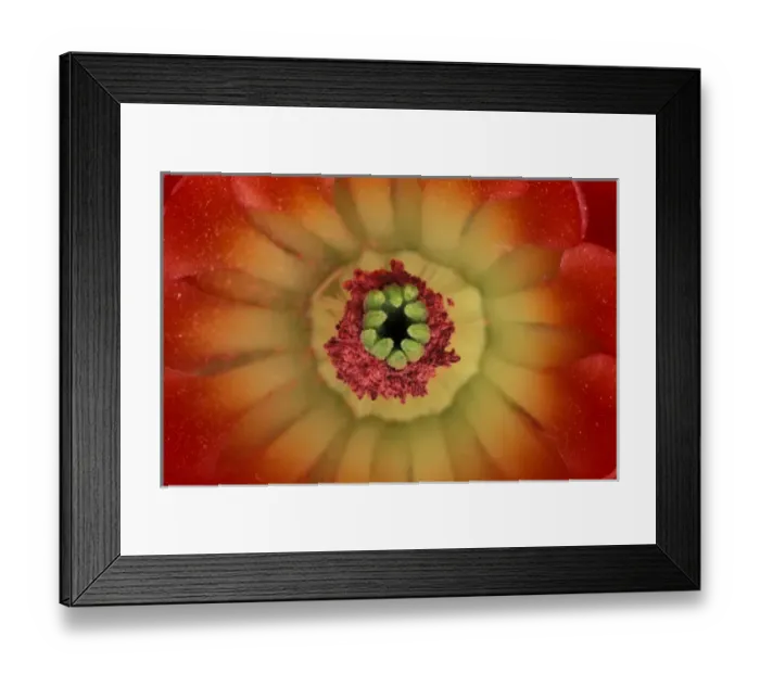 Framed Print : North America, USA, Texas. Cactus blossom