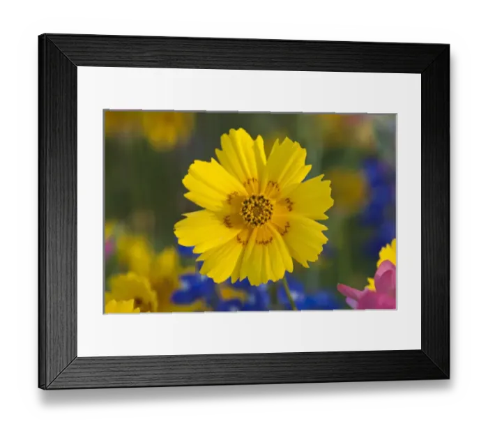 Framed Print : North America, USA, Texas. Closeup of Crown Tickseed (Coreopsis nuecensis) Framed Print : North America, USA, Texas. Closeup of Crown Tickseed (Coreopsis nuecensis)
