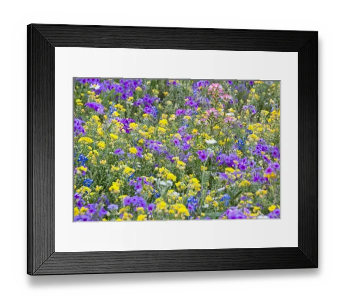 Framed Print : North America, USA, Texas. Field of wildflowers Framed Print : North America, USA, Texas. Field of wildflowers