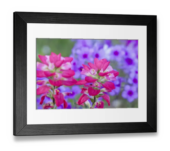 Framed Print : North America, USA, Texas. Closeup of Indian Paintbrush(castilleja foliolosa) Framed Print : North America, USA, Texas. Closeup of Indian Paintbrush(castilleja foliolosa)