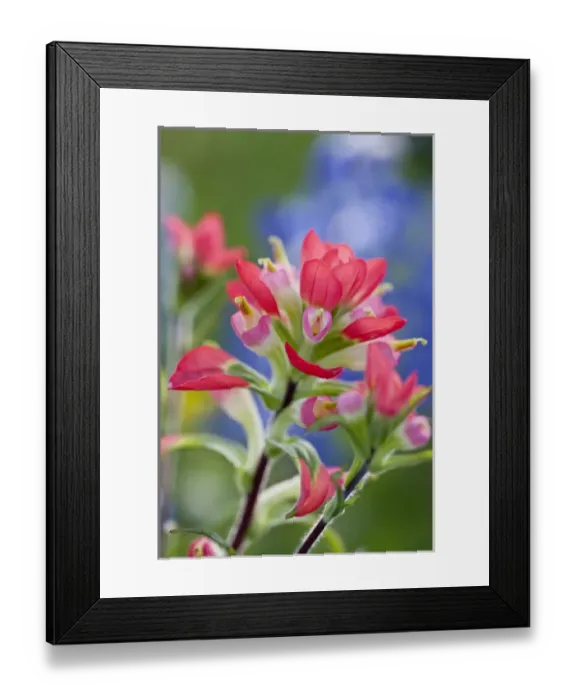 Framed Print : North America, USA, Texas. Closeup of Indian Paintbrush(castilleja foliolosa) Framed Print : North America, USA, Texas. Closeup of Indian Paintbrush(castilleja foliolosa)