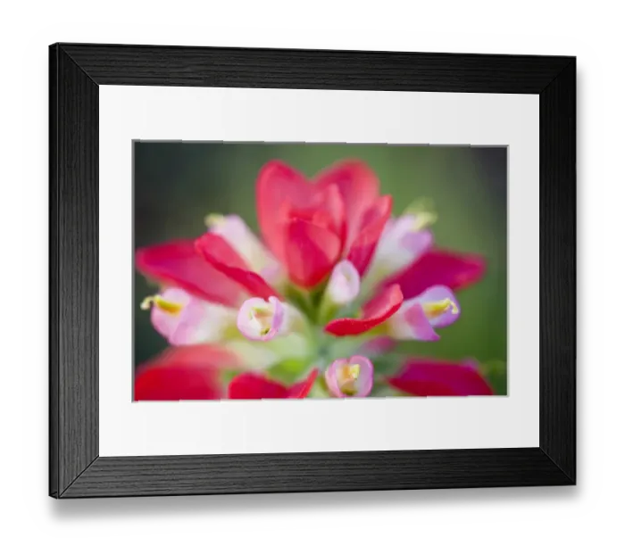 Framed Print : North America, USA, Texas. Closeup of Indian Paintbrush(castilleja foliolosa)