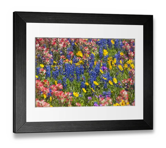 Framed Print : North America, USA, Texas. Field of Texas bluebonnets(castilleja foliolosa), indian paintbrush Framed Print : North America, USA, Texas. Field of Texas bluebonnets(castilleja foliolosa), indian paintbrush