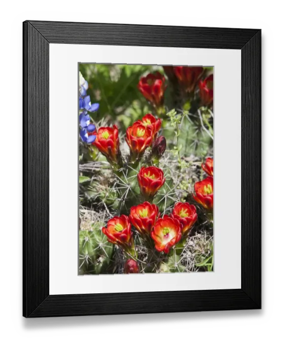 Framed Print : North America, USA, Texas. Echinocereus triglochidiatus, also known as claret cup cactus Framed Print : North America, USA, Texas. Echinocereus triglochidiatus, also known as claret cup cactus