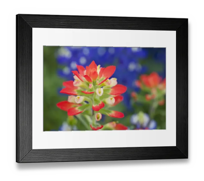Framed Print : Closeup of paintbrush(Castilleja foliolosa), Texas, USA