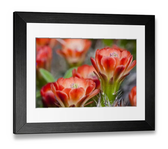 Framed Print : North America, USA, Texas. Echinocereus triglochidiatus, also known as claret cup cactus Framed Print : North America, USA, Texas. Echinocereus triglochidiatus, also known as claret cup cactus