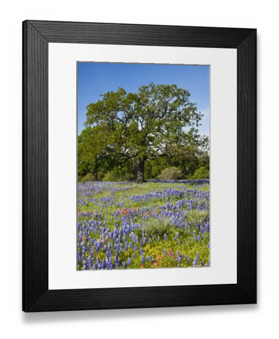 Framed Print : North America, USA, Texas. Lone oak tree standing in field of Texas bluebonnets Framed Print : North America, USA, Texas. Lone oak tree standing in field of Texas bluebonnets
