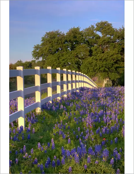 Texas bluebonnets(Lupinus texensis) along white fenceline. Texas, USA, North America