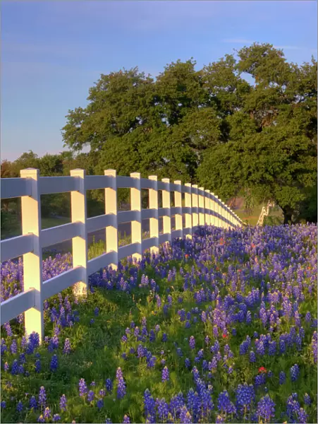 Texas bluebonnets(Lupinus texensis) along white fenceline. Texas, USA, North America