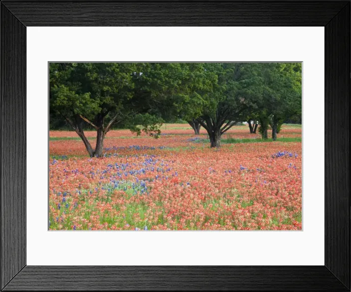 Framed Print : North America, USA, Texas. Oak trees in field of Indian Paintbrush(castilleja foliolosa) Framed Print : North America, USA, Texas. Oak trees in field of Indian Paintbrush(castilleja foliolosa)