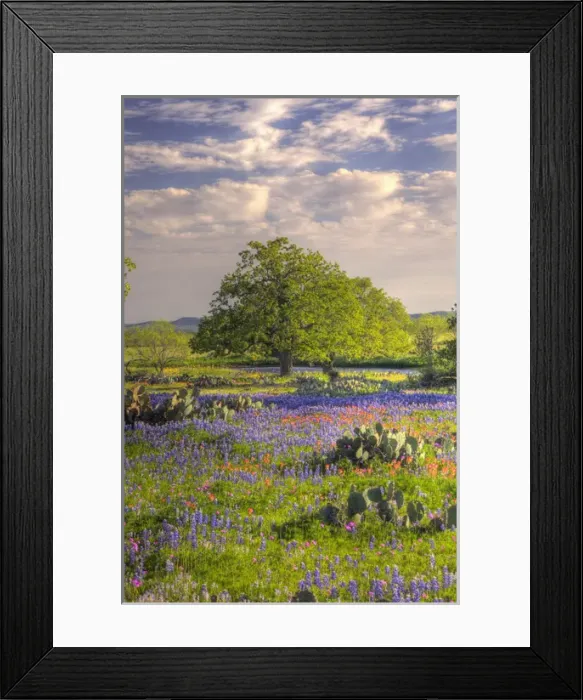 Framed Print : Texas Hill Country, USA, North America. Lone oak standing in field of Wildflowers Framed Print : Texas Hill Country, USA, North America. Lone oak standing in field of Wildflowers