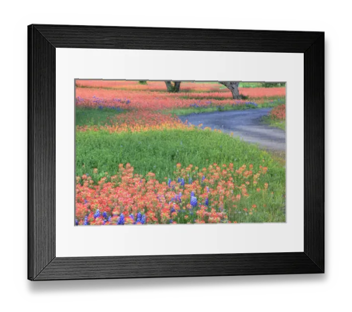Framed Print : Texas Hill Country, USA, North America. Small road through a field of paintbrush Framed Print : Texas Hill Country, USA, North America. Small road through a field of paintbrush