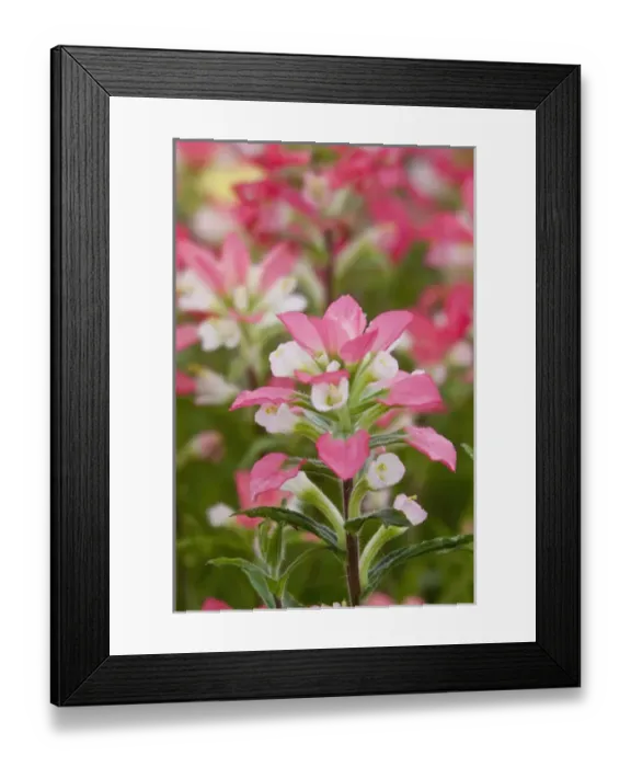 Framed Print : Texas, USA, North America. Closeup of indian paintbrush (Castilleja foliolosa) Framed Print : Texas, USA, North America. Closeup of indian paintbrush (Castilleja foliolosa)