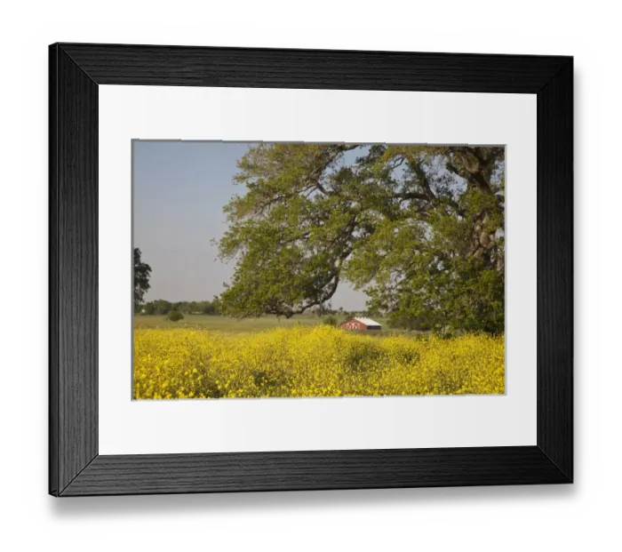 Framed Print : Texas Hill Country, USA, North America. Yellow wildflower field under tree with Framed Print : Texas Hill Country, USA, North America. Yellow wildflower field under tree with