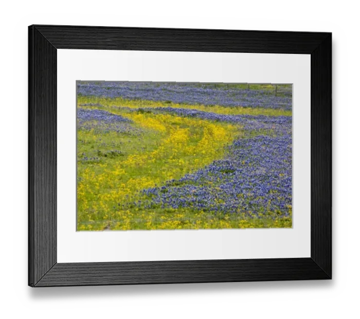 Framed Print : Texas, USA, North America. A field of Texas bluebonnets (Lupinus texensis) Framed Print : Texas, USA, North America. A field of Texas bluebonnets (Lupinus texensis)