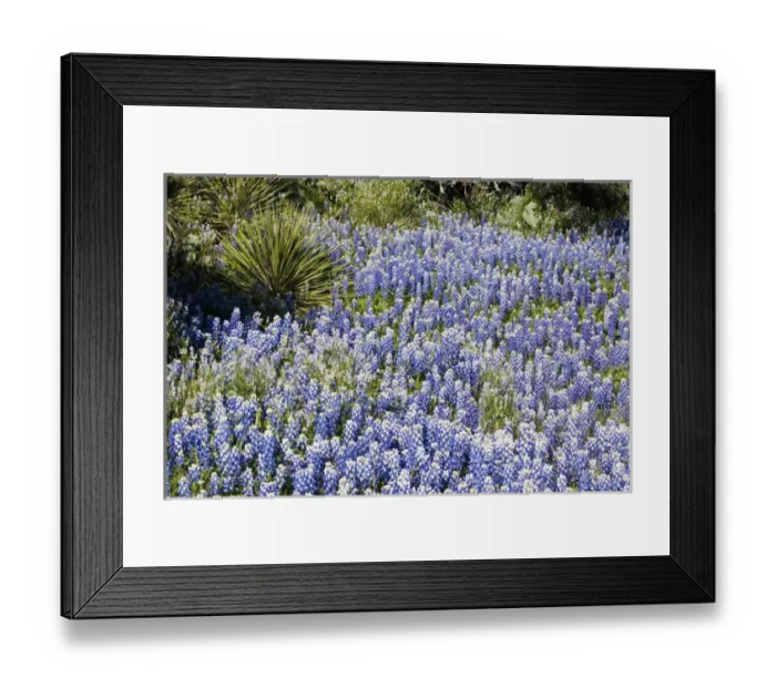 Framed Print : Texas, USA, North America. Bluebonnets (Lupinus texensis) Surrounding a Yucca Shrub Framed Print : Texas, USA, North America. Bluebonnets (Lupinus texensis) Surrounding a Yucca Shrub