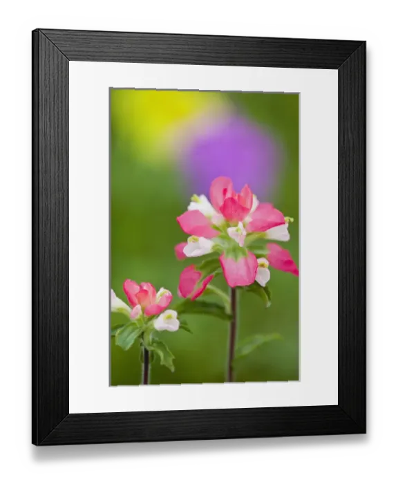 Framed Print : Texas, USA, North America. Closeup of indian paintbrush (Castilleja foliolosa)