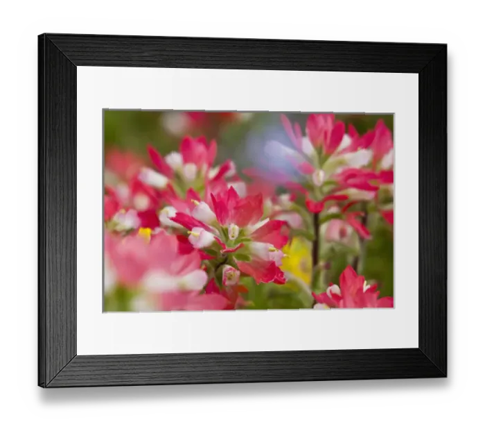 Framed Print : Texas, USA, North America. Field of indian paintbrush (Castilleja foliolosa) Framed Print : Texas, USA, North America. Field of indian paintbrush (Castilleja foliolosa)